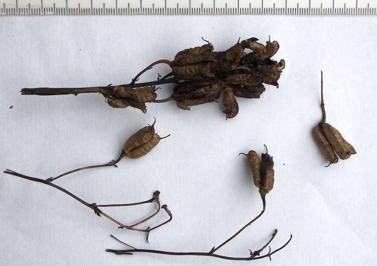 Image of Aconitum nasutum specimen.