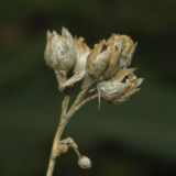 Polemonium caeruleum