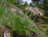 Pulsatilla turczaninovii. Плодоносящее растение. Респ. Хакасия, Бейский р-н, долина р. Уй, южный разнотравный склон. 16.05.2013.