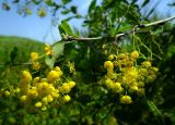 Berberis vulgaris. Часть ветви с соцветиями. Ростовская обл., Аксайский р-н, окр. хутора Александровка, склон балки. 15.05.2014.