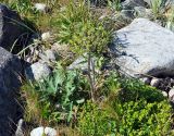 Heracleum sibiricum