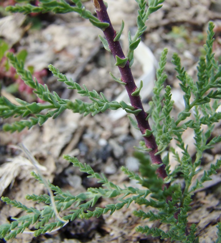 Image of Tamarix ramosissima specimen.