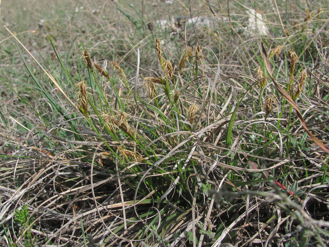Изображение особи Carex halleriana.