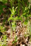 Veronica teucrium