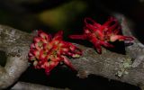 Hakea orthorrhyncha