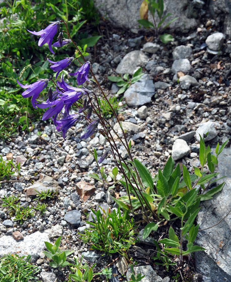 Изображение особи Campanula collina.