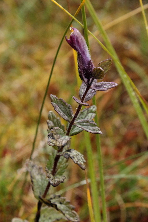 Изображение особи Bartsia alpina.