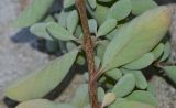 Vitex trifolia ssp. litoralis