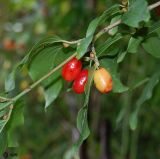 Cornus mas