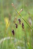 Carex limosa