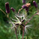 Lactuca sibirica