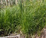 Carex vesicaria. Плодоносящие растения. Украина, Тернопольская обл., Кременецкий р-н, окраина г. Почаев, лесное болото севернее города. 30.05.2015.