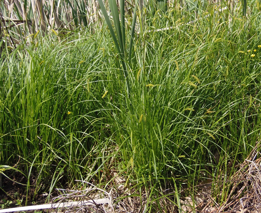 Изображение особи Carex vesicaria.