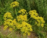 Ferula songarica