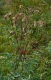 Sanguisorba alpina