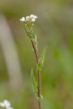 Capsella bursa-pastoris