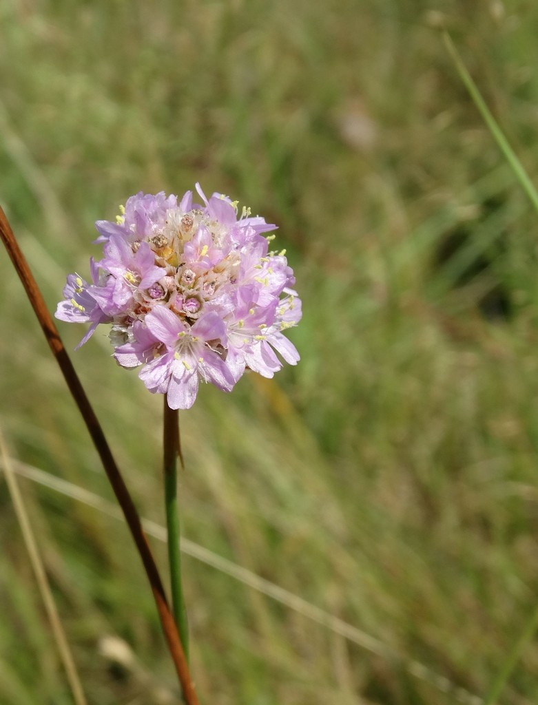 Изображение особи Armeria vulgaris.