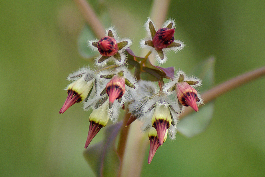 Изображение особи Rindera tetraspis.