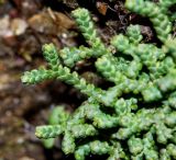 Selaginella borealis