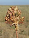 Allium regelianum. Соплодие. Крым, Керченский п-ов, окр. мыса Чауда, опустыненная степь. 21 июля 2017 г.