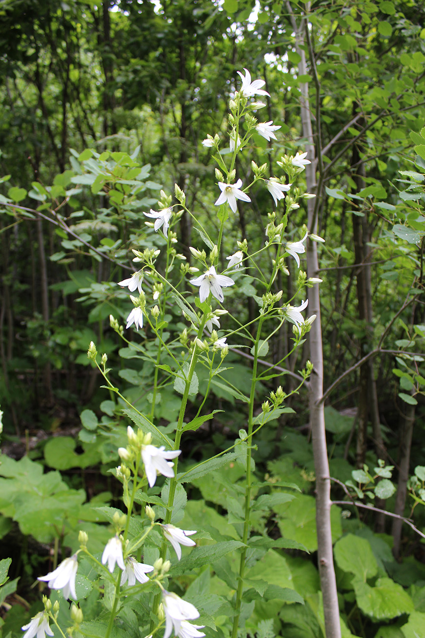 Изображение особи Gadellia lactiflora.