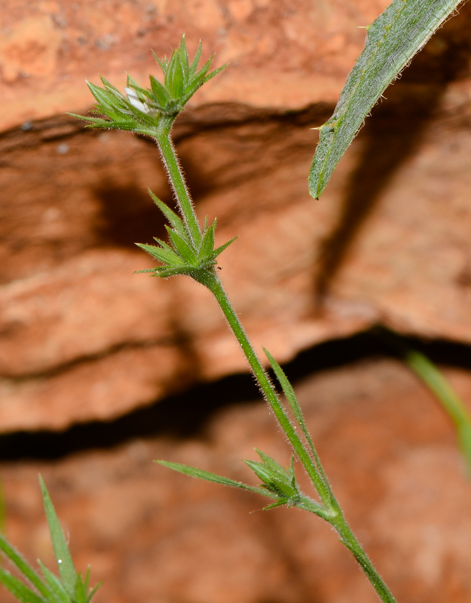 Изображение особи Minuartia decipiens.