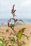 Persicaria lapathifolia