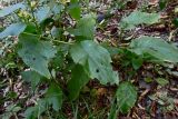 Solidago virgaurea