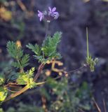 Erodium cicutarium. Верхушка плодоносящего и цветущего растения. Пермский край, Нытвинский р-н, окр. с. Григорьевское, обочина грунтовой дороги, вдоль клеверного поля. 14.10.2017.