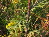 Senecio erucifolius