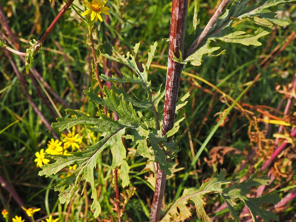 Изображение особи Senecio erucifolius.