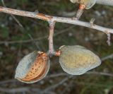 Amygdalus communis. Часть ветви со зрелыми плодами. Крым, Бахчисарайский р-н, окр. с. Вилино, персиково-миндальный сад. Август 2017 г.