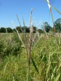 Miscanthus sacchariflorus