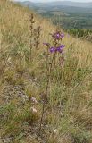 Campanula sibirica. Цветущее растение (в нижнем левом углу цветущее растение Galatella angustissima). Башкортостан, Учалинский р-н, Ильчигуловский сельсовет, окр. дер. Мулдашево, хр. Нурали, степной каменистый склон, ≈ 700 м н.у.м. 7 сентября 2018 г.