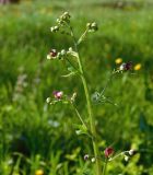 Scrophularia scopolii