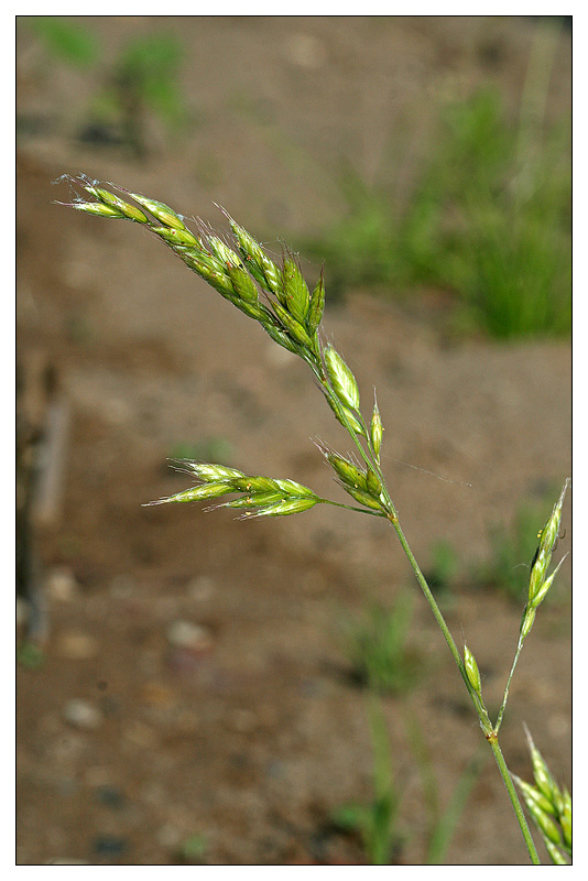 Изображение особи Bromus hordeaceus.