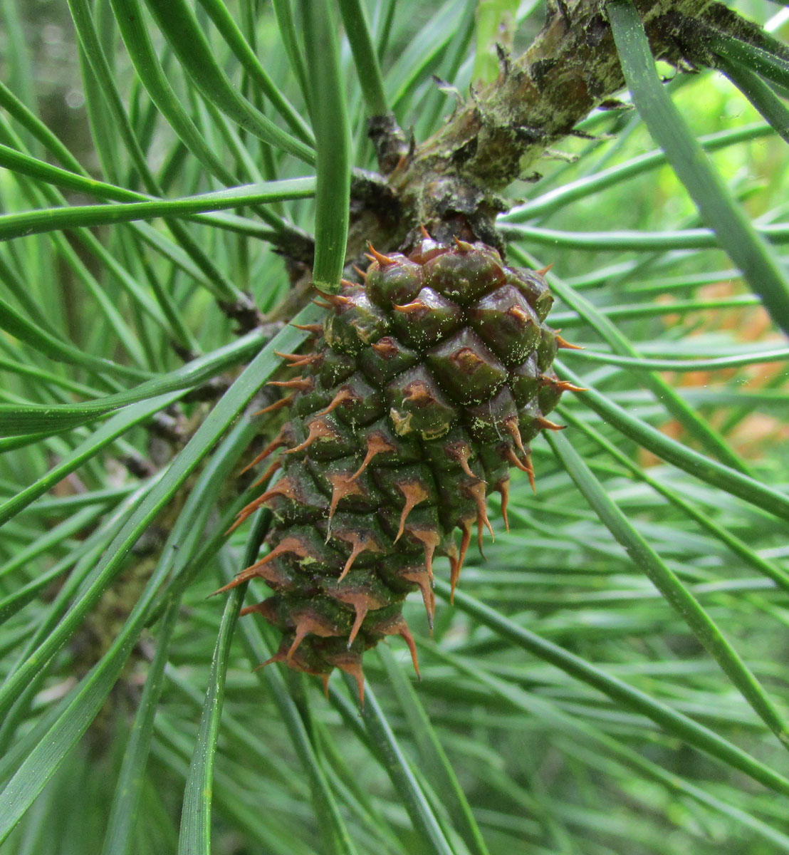 Изображение особи Pinus contorta.