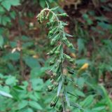 Epipactis helleborine