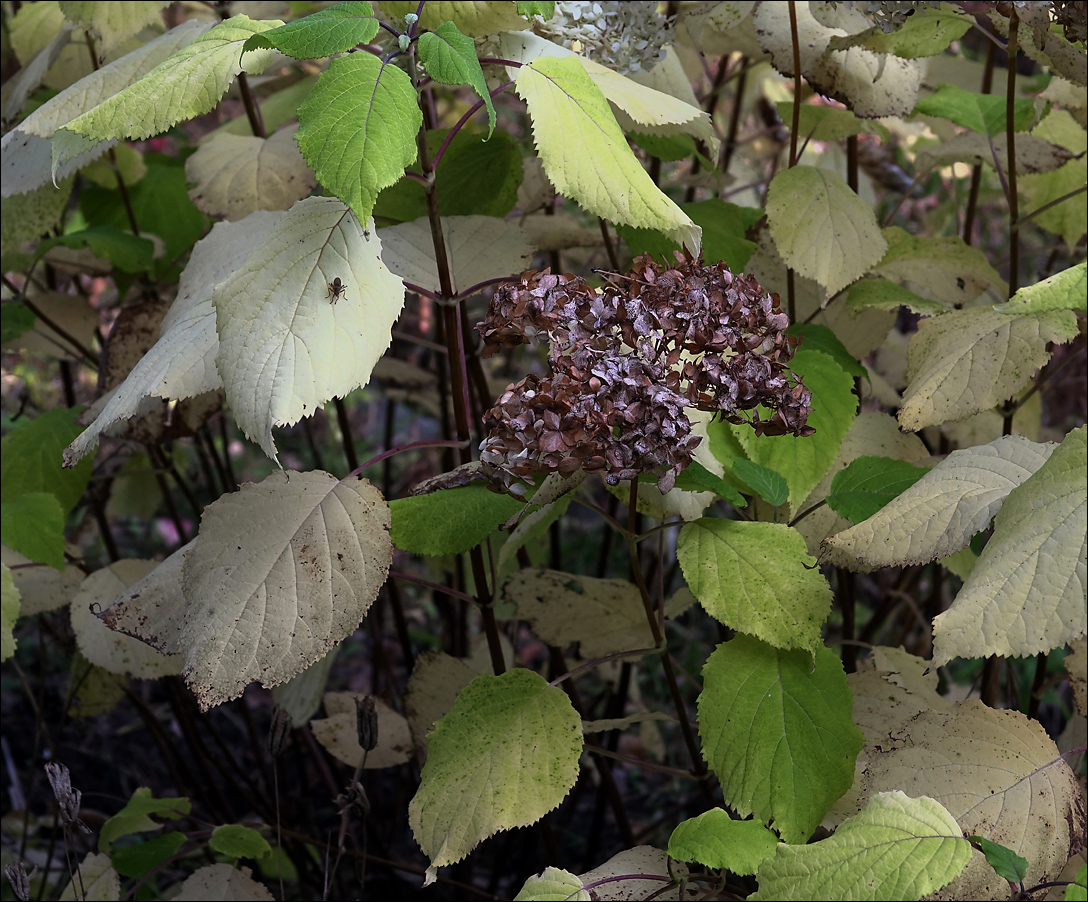 Изображение особи Hydrangea arborescens.