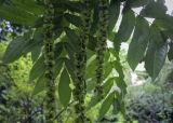 Pterocarya fraxinifolia