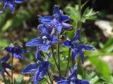 Delphinium subspecies beringii