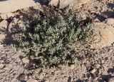 Atriplex glauca. Зацветающее растение. Израиль, окр. г. Арад, нарушенная фригана около стройки на окраине города. 05.03.2020.