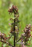 Pedicularis palustris. Верхушка отцветшего растения. Белоруссия, Витебская обл., окр. пос. Езерище, сырой луг. 26.06.2010.