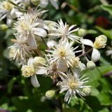 Clematis vitalba. Цветки и бутоны. Крым, подножие горы Демерджи, окр. с. Лучистое, крепость Фуна. 16.07.2021.