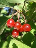 Crataegus maximowiczii. Соплодие с вызревшими плодами. Хабаровский край, окр. г. Комсомольск-на-Амуре, опушка леса. 06.09.2023.