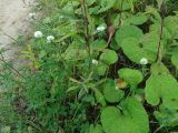 Trifolium pratense variety albiflorum. Цветущие растения среди листьев мать-и-мачехи (Tussilago farfara). Московская обл., ГО Подольск, мкр-н Климовск, обочина грунтовой дороги. 14.09.2023.