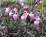 Andromeda polifolia