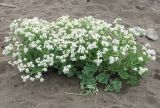 Crambe maritima. Цветущее растение на песчаном пляже. Крым, Кутлакская бухта. 05.05.2011.