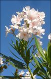 Nerium oleander. Верхушка цветущего растения. Италия, Лацио, г. Рим, в озеленении. 27 июля 2010 г.