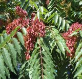 Ailanthus altissima